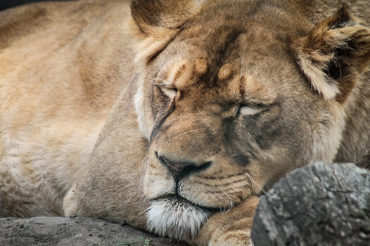 Wissenswertes Ber Den Schlaf Der Tiere Im Schlafmagazin Online