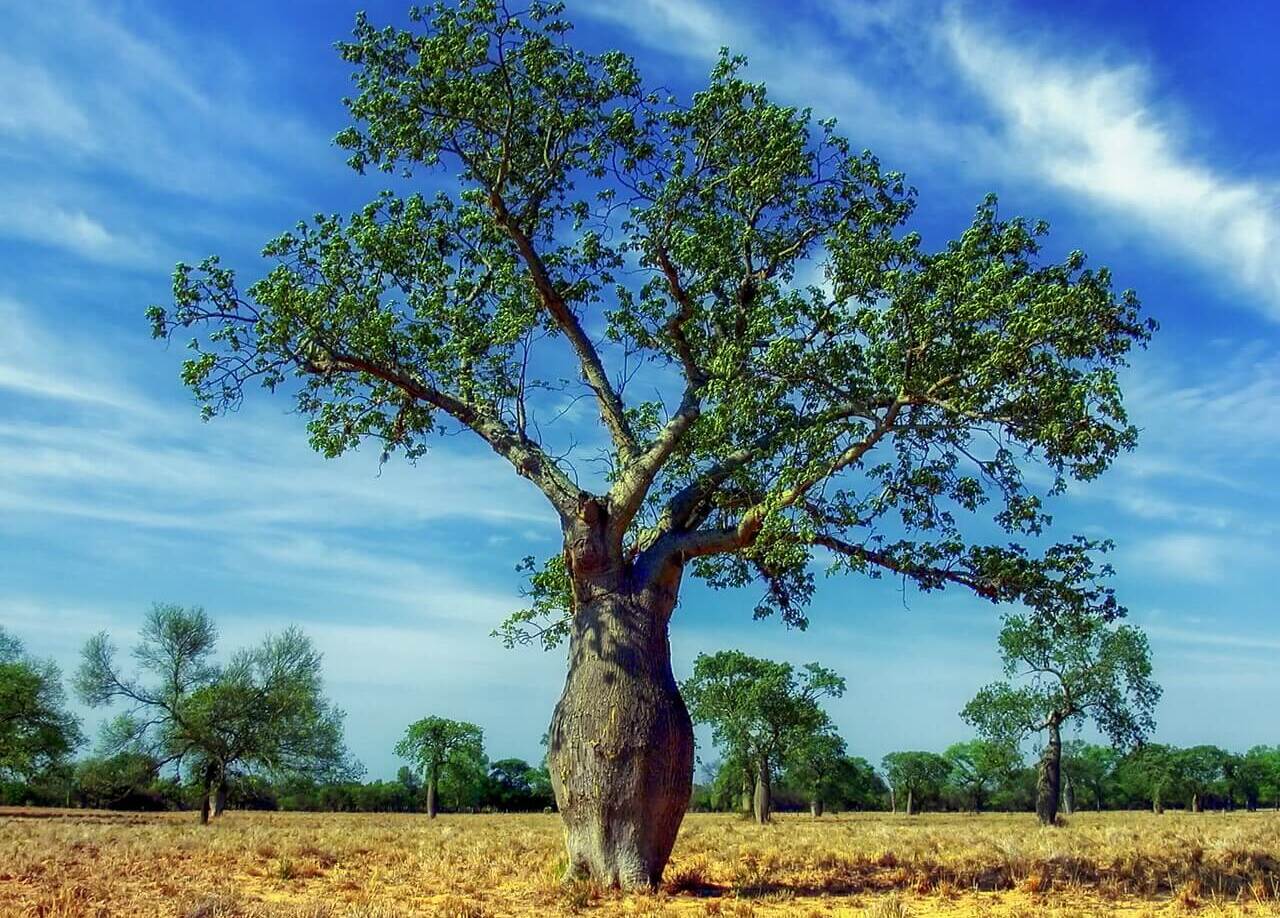 Baum Mit Schoten